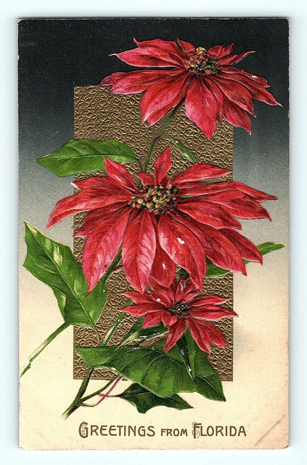 Poinsettia Greetings from Florida Raphael Tuck Foil  Embossed 1909 Postcard D1