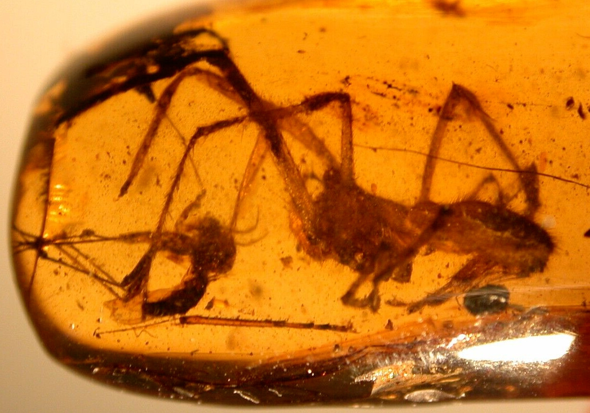 Large Spider Attacking Fly with Webbing in Burmite Amber Fossil Dinosaur Age