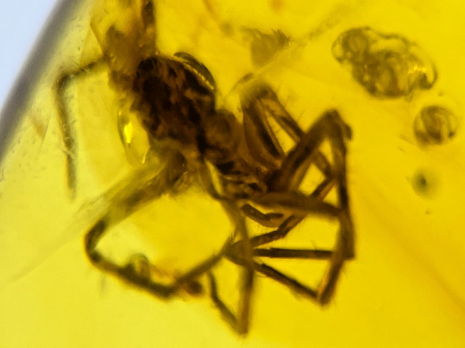 A101 BU583 Nice Spider in Burmese Amber Burmite 99mya
