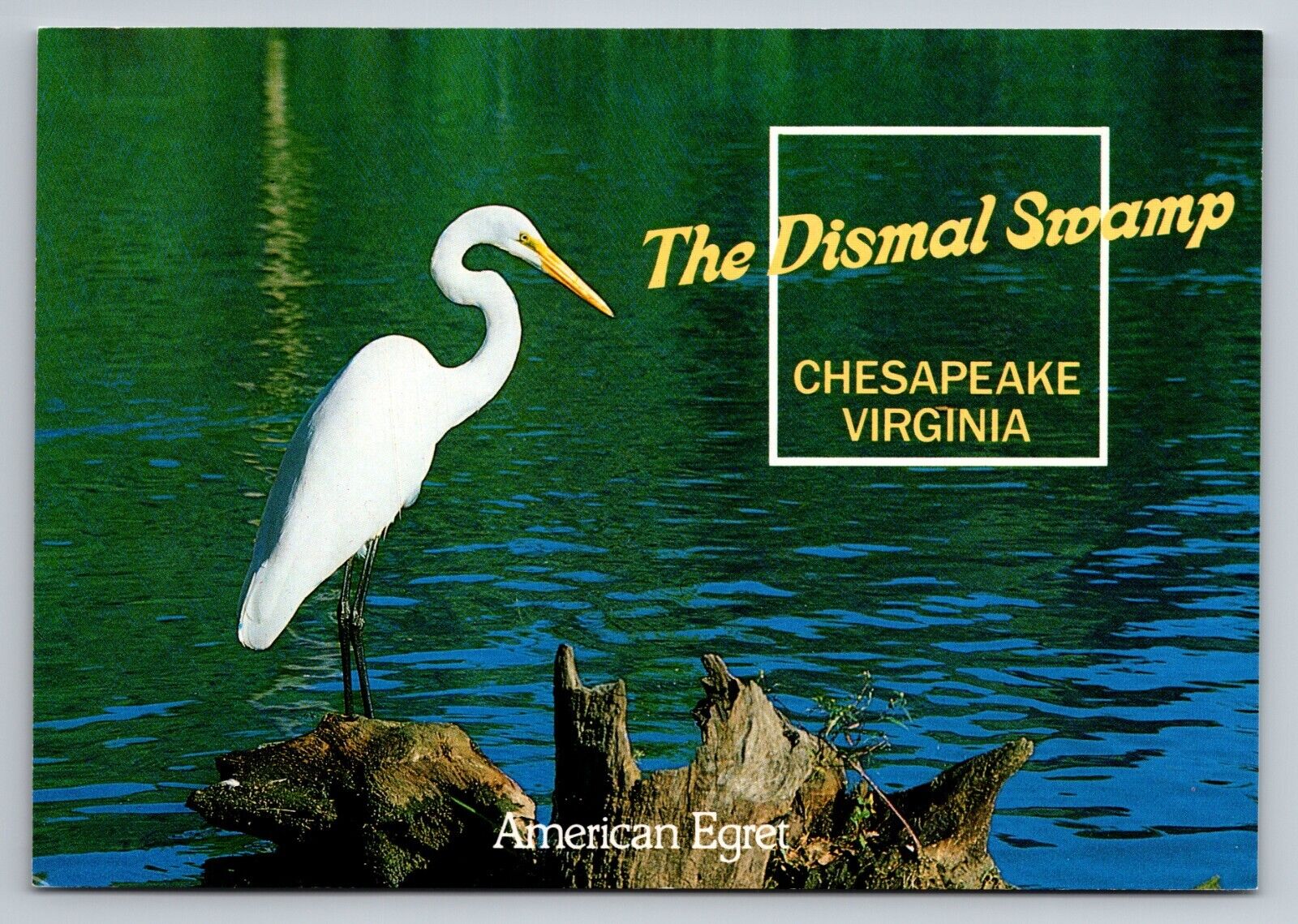 The Dismal Swamp Chesapeake Virginia Vintage Unposted Postcard American Egret