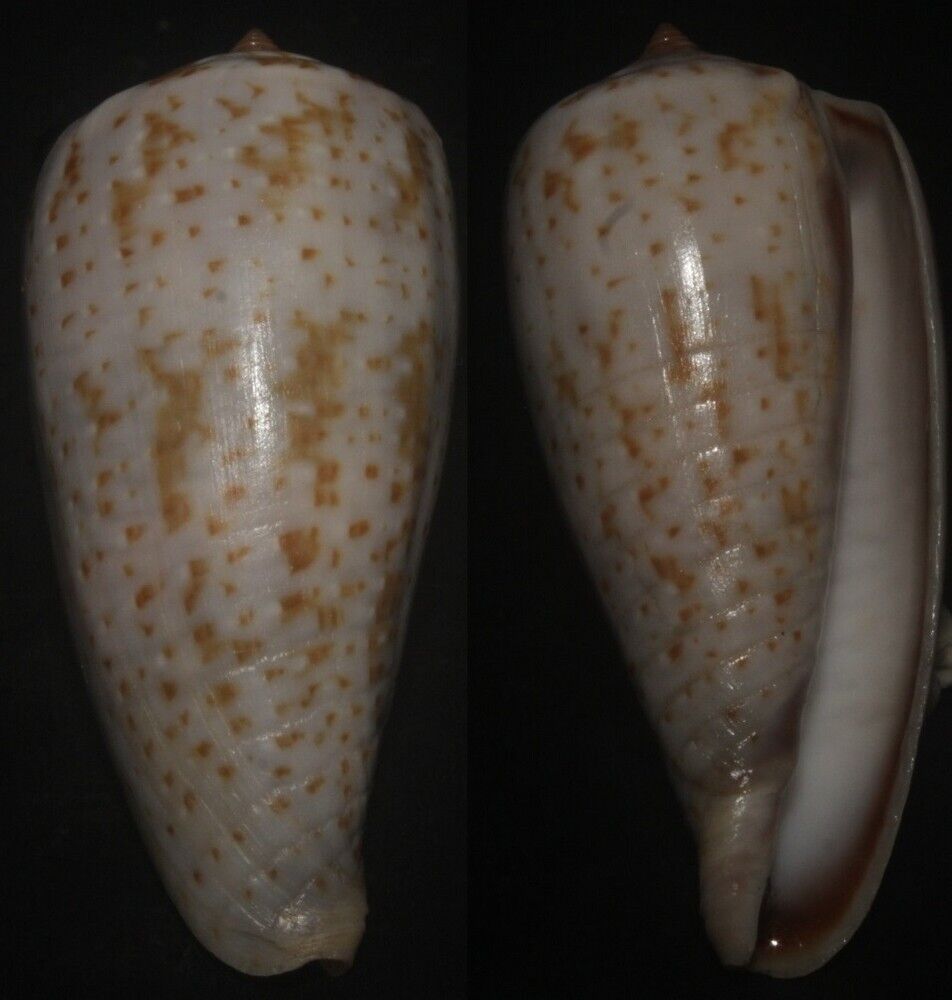 Tonyshells Seashells Conus cinereus sUPERB SUNBURNT CONE 45mm F+++/gem, superb