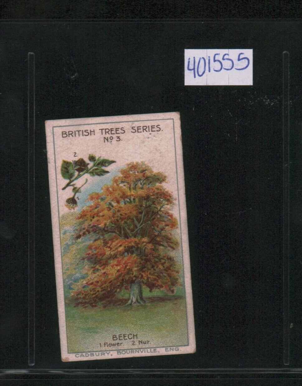 1911 Cadbury\'s Bournville British Trees - #3 Beech (401555)