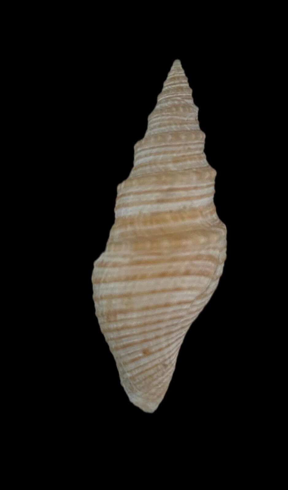 Sea shell Nihonia mirabilis 53mm