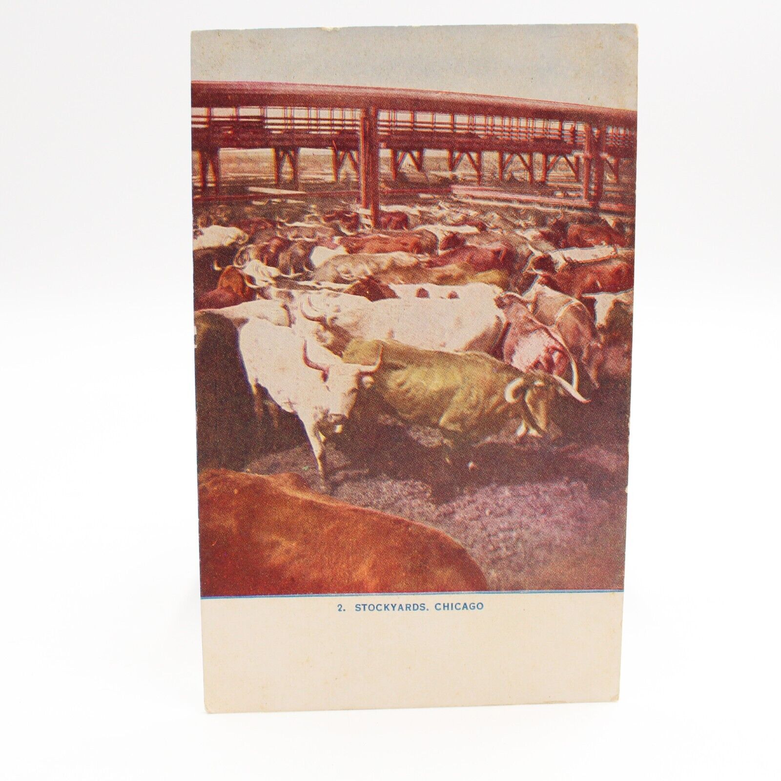 Horned Cattle Herd Cows Vintage  Postcard Stockyards Chicago IL