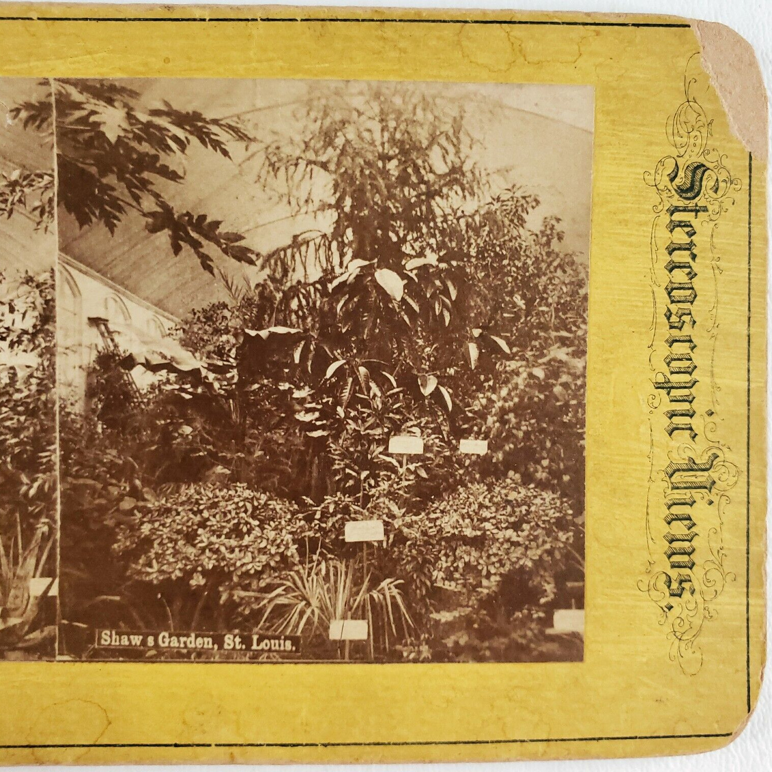 Shaw's Garden St Louis Stereoview c1870 Missouri Botanical Conservatory MO C1612