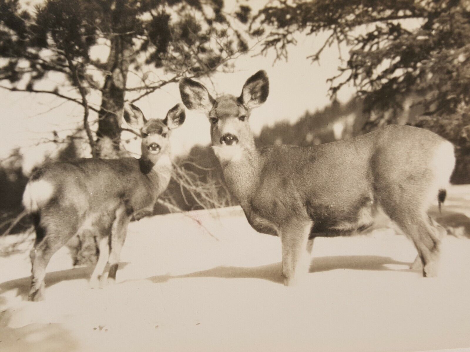 Vintage RPPC Canadian Pacific Railway Co Postcard Deer in Deep Snow Banff Canada