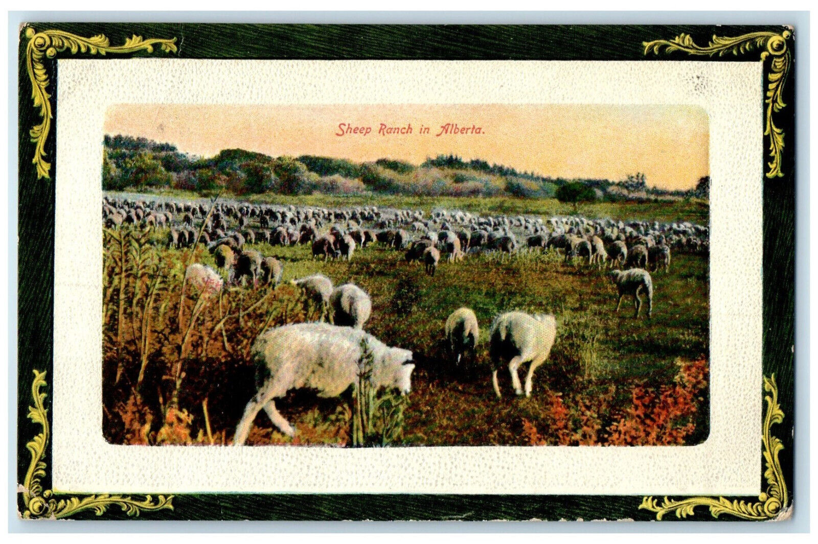 c1910 Scene of Sheep in Ranch in Alberta Canada Antique Posted Postcard