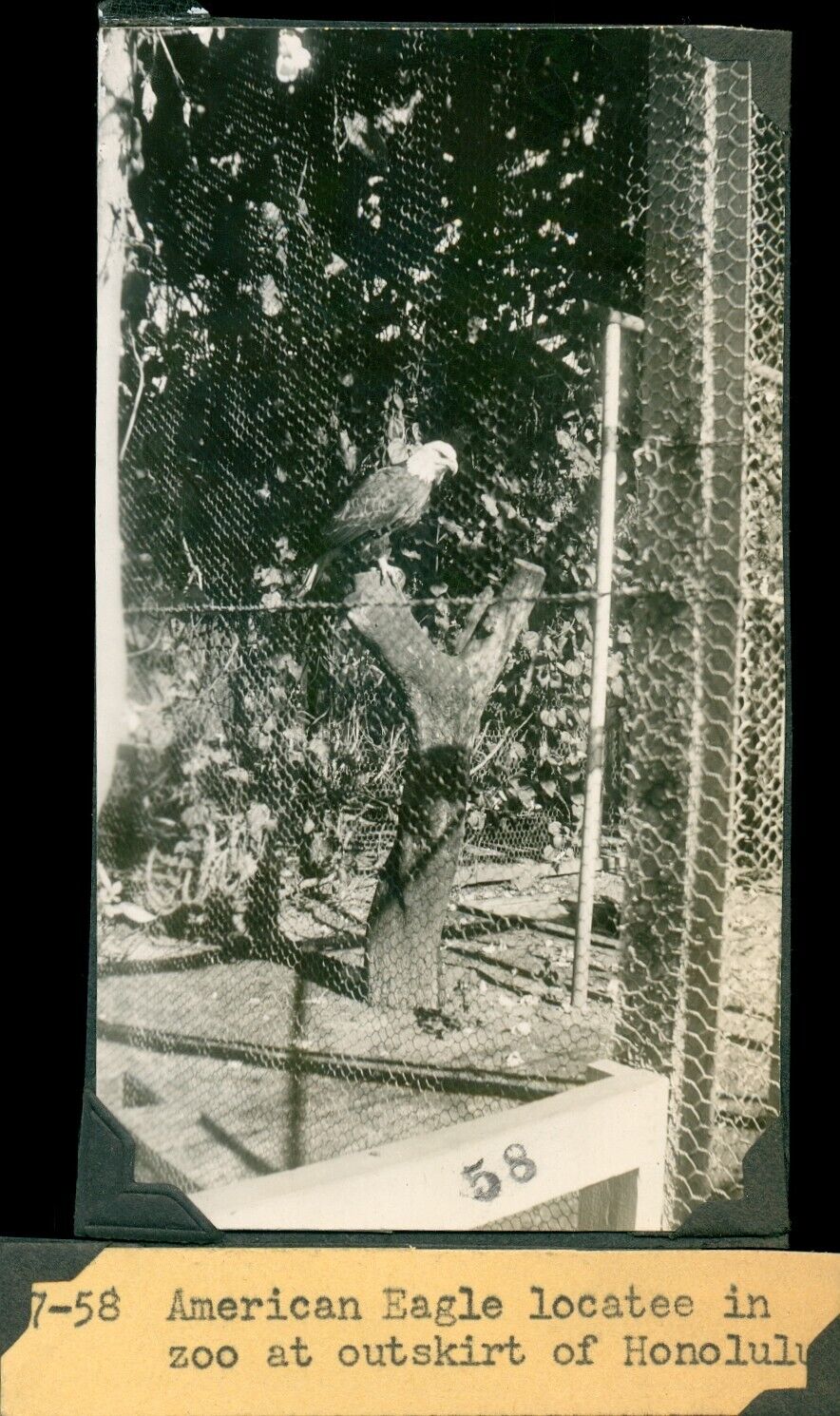 1940\'s WWII Bald Eagle at Waikiki Zoo, Hawaii 2 Photos