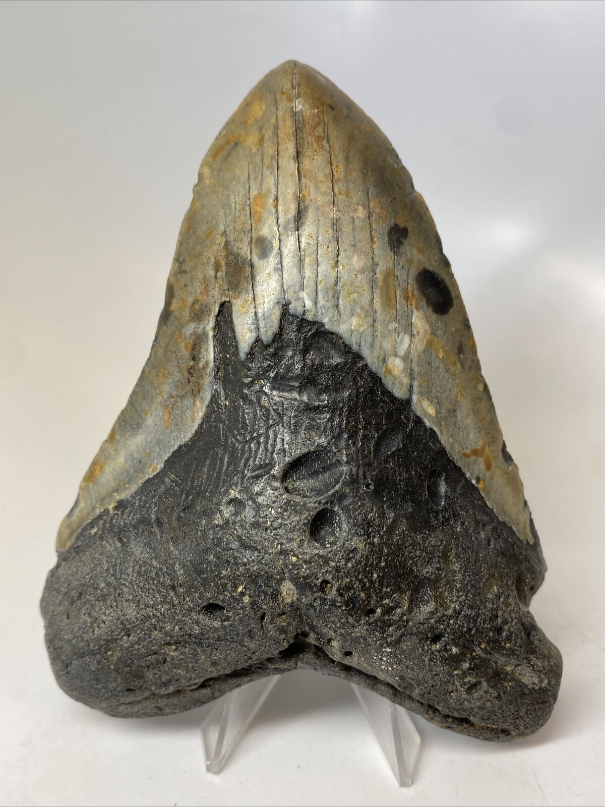Megalodon Shark Tooth 5.44” Beautiful - Large Fossil - Authentic 14009