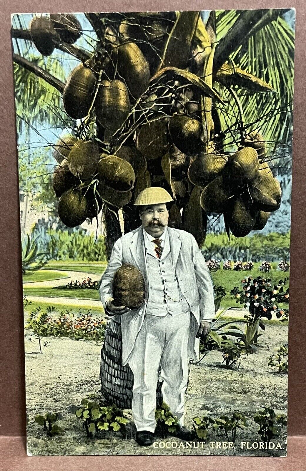 POSTCARD ~ COCOANUT TREE FLORIDA~ COCONUT ~ 1910\'s ~