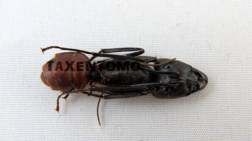 Camponotus gigas (pack of 5)