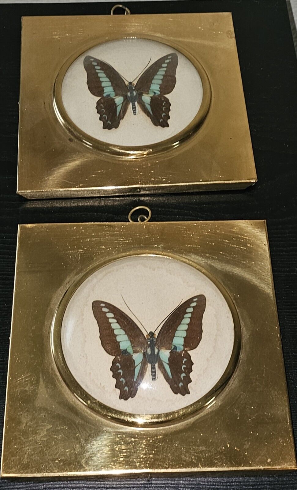 Vintage Hollywood Regency Butterfly Specimen Taxidermy