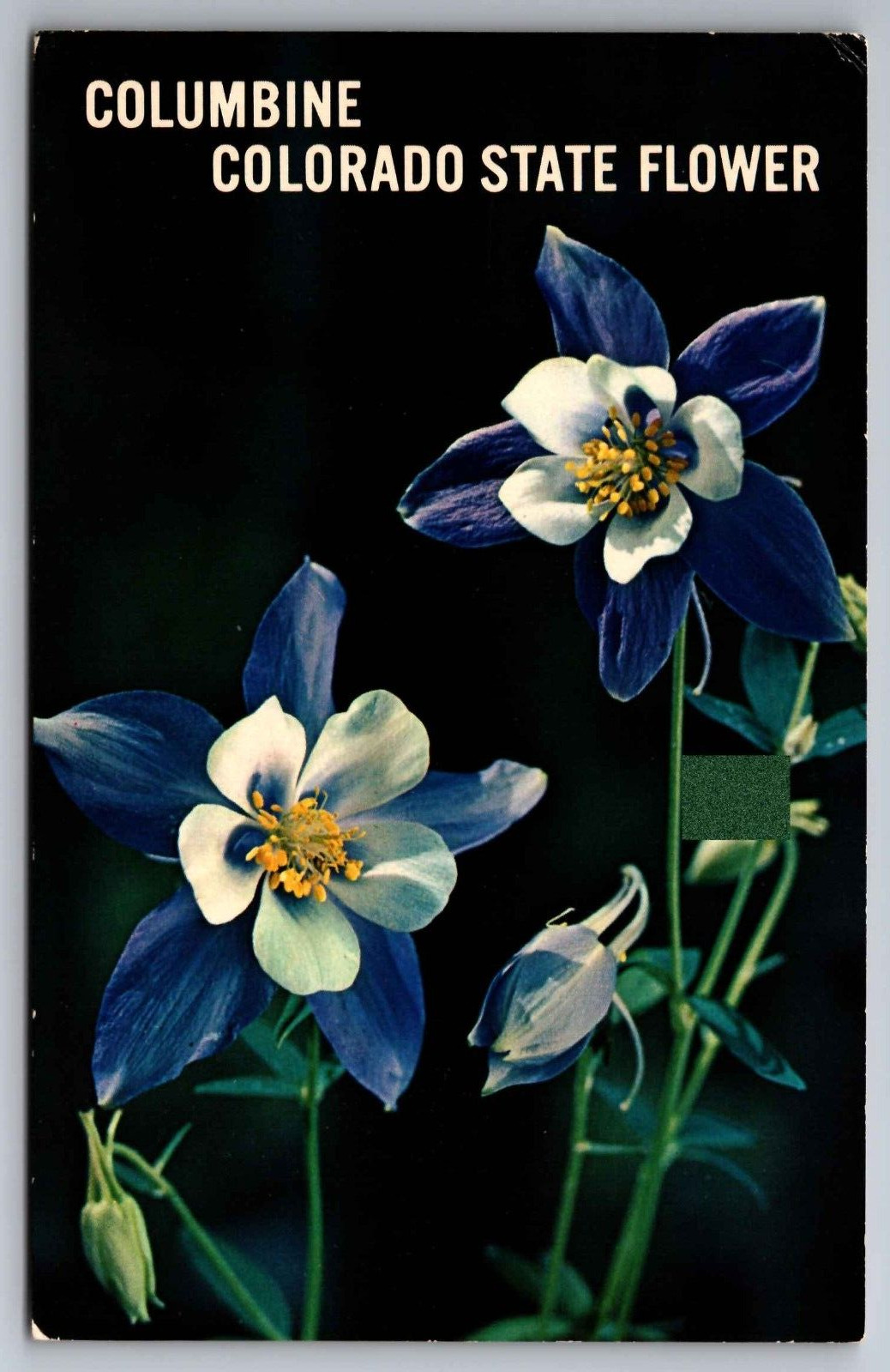 Postcard  Columbine The Famous State Flower of Colorado    A 15