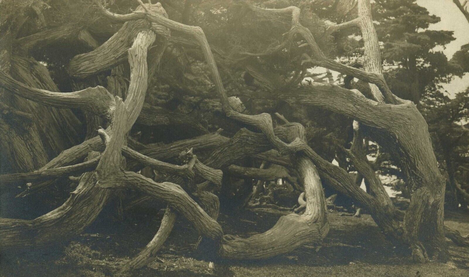 Rppc Postcard Ram\'s Horn Cypress Tree On The 17 Mile Drive Monterey CA 7-2-1916