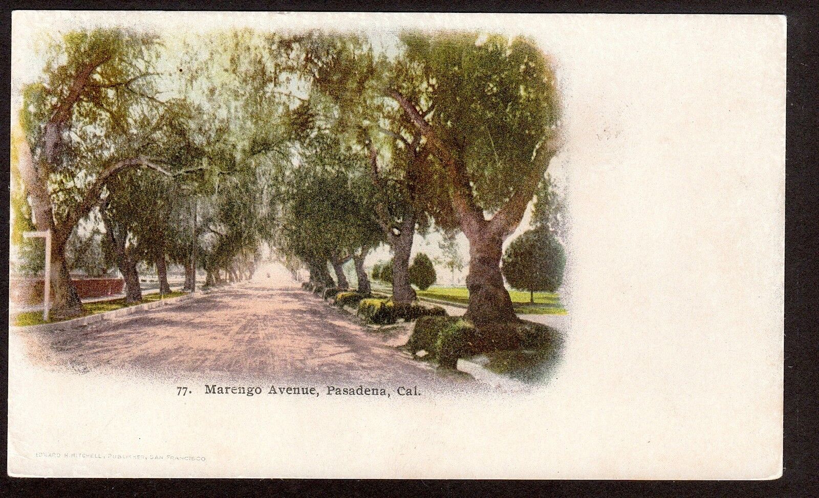c1903 tree lined Marengo Avenue Pasadena California postcard