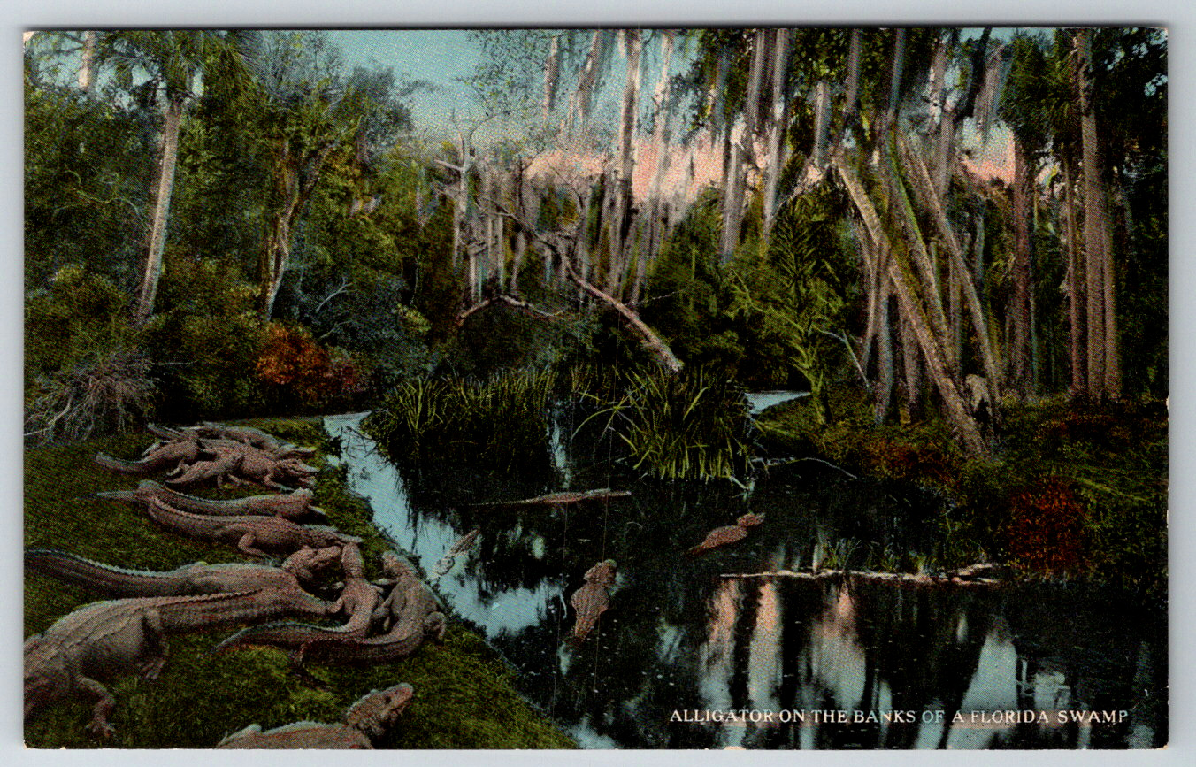 c1910s Alligators on the Banks Florida Swamp Antique Postcard