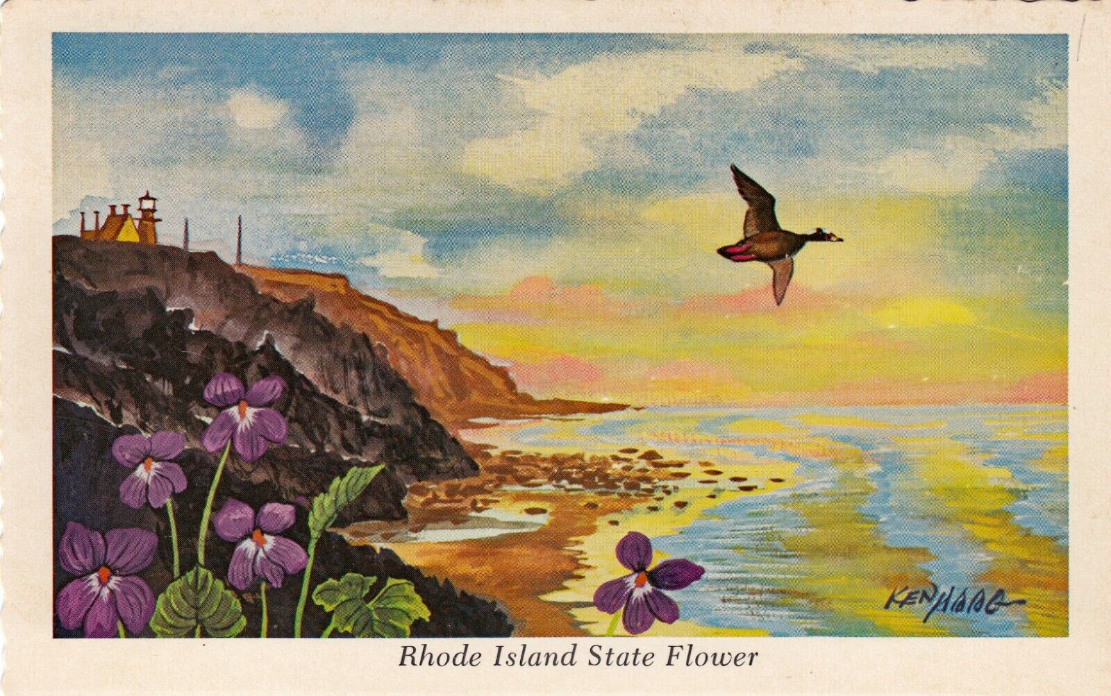 RHODE ISLAND ~ State Flower - The Violet - Adopted 1897 - Artist Signed Ken Haag