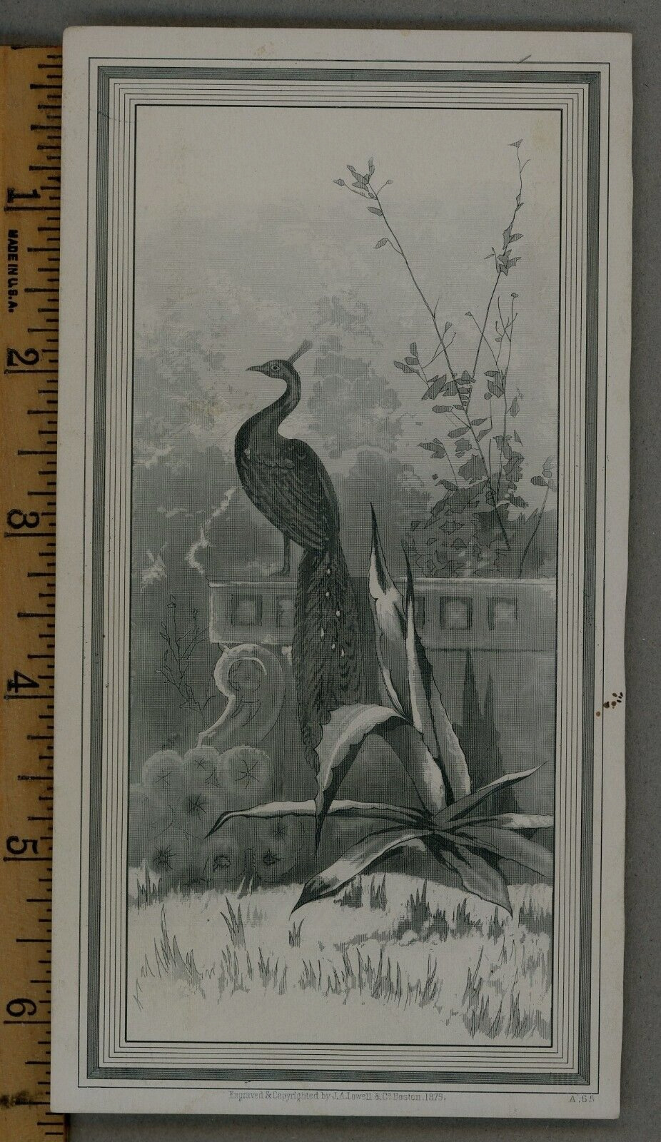 1879 Victorian Trade Card Peacock in Garden Tailors JA Lowell & Co. Boston MA