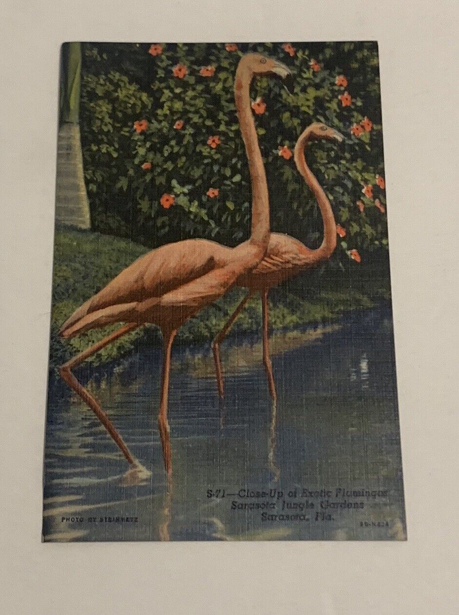 Exotic Flamingos Sarasota Jungle Gardens Florida Linen Postcard