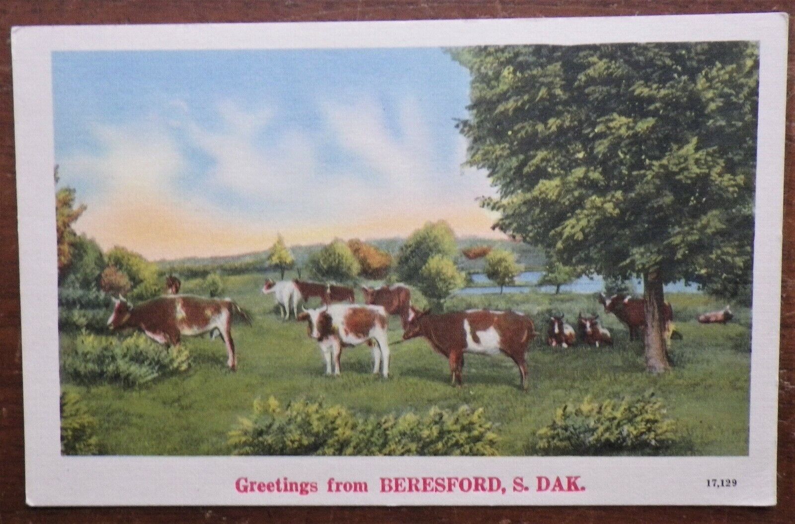 Country Scene w/ Cows Greetings From Beresford, South Dakota Landscape Postcard