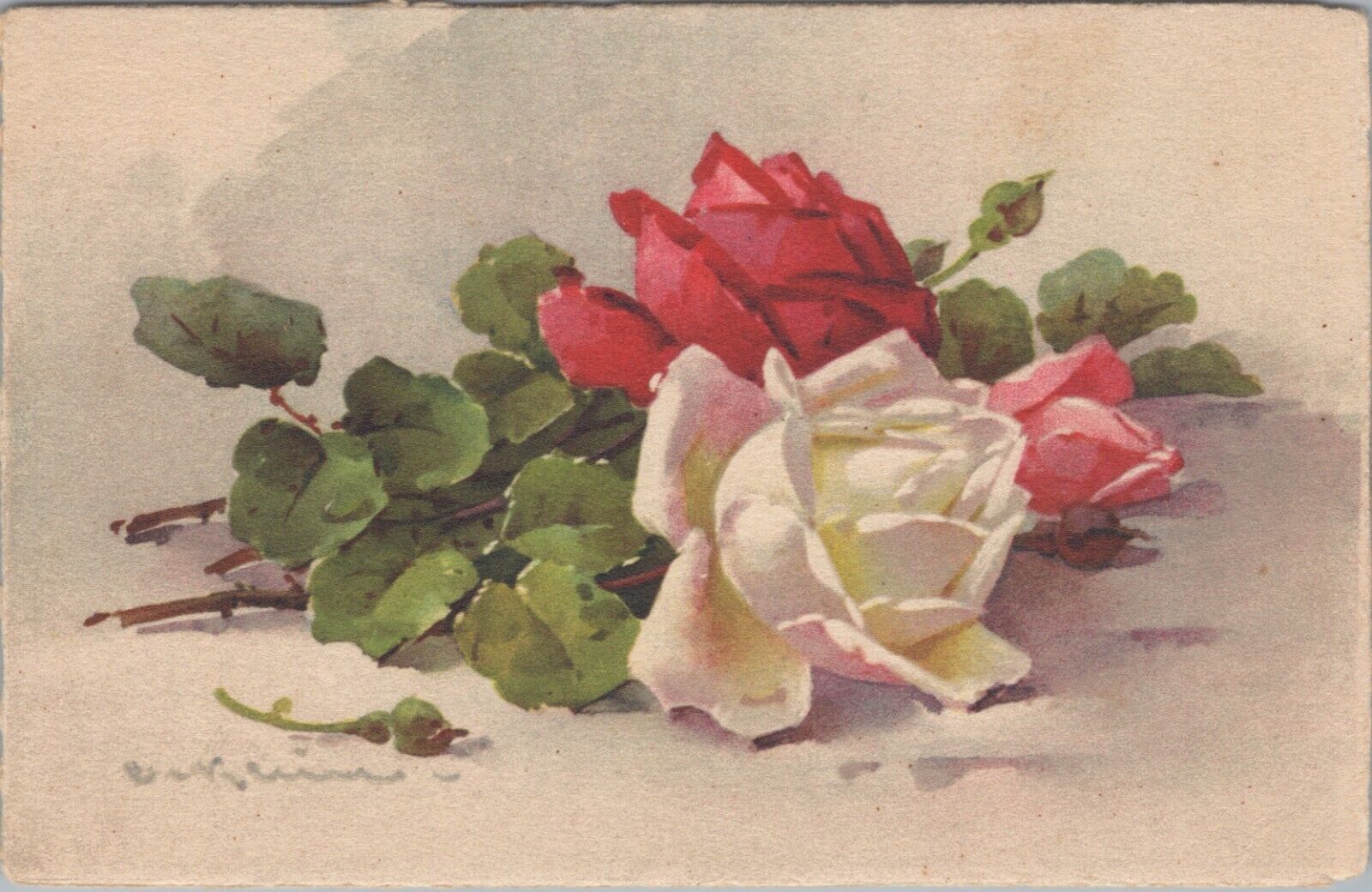Catherine Klein Signed Victorian Flower Rose Postcard Stelhi edition Switzerland