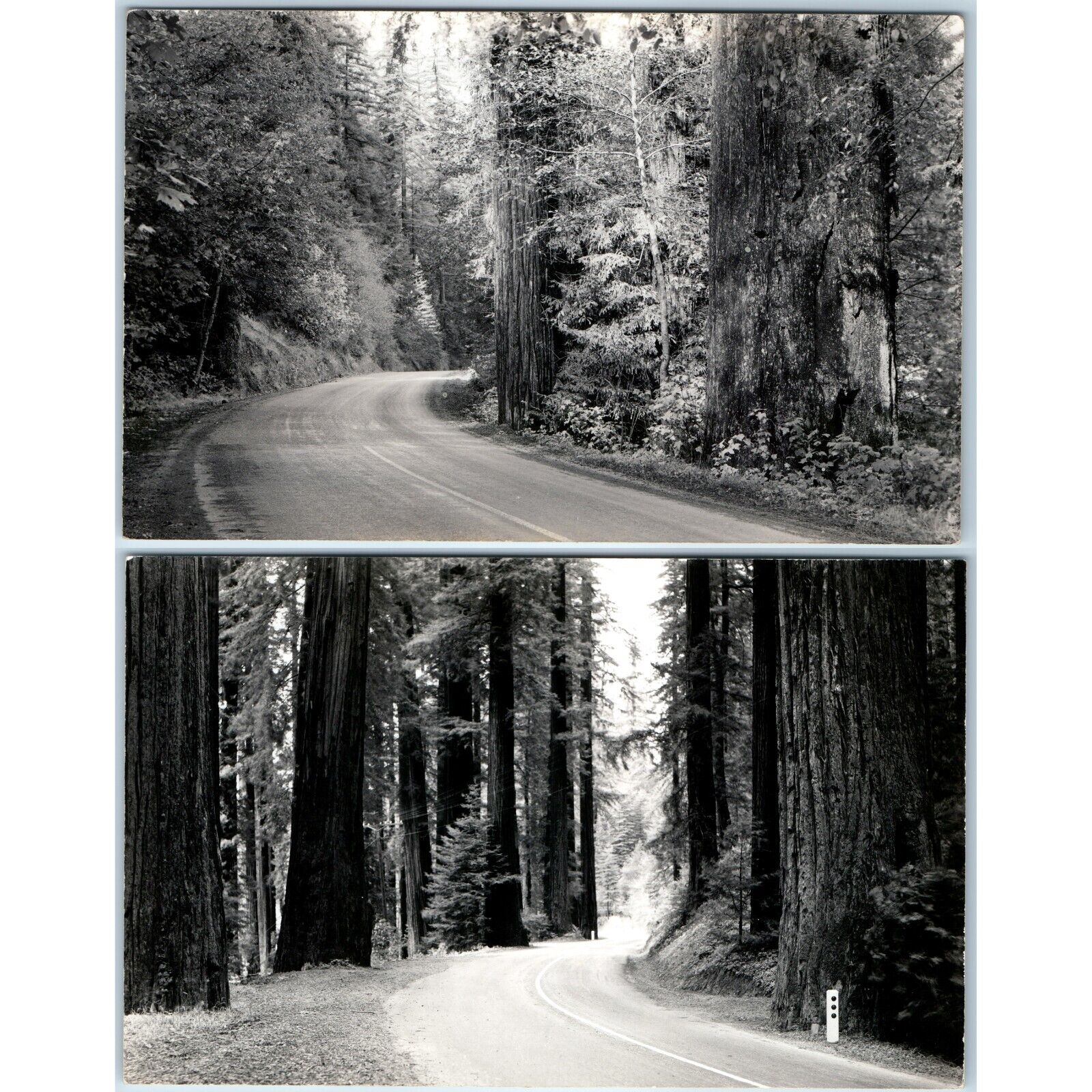 x2 LOT c1940s Unmarked Redwood Park Highway RPPC Trees Sequoia Real Photo A175