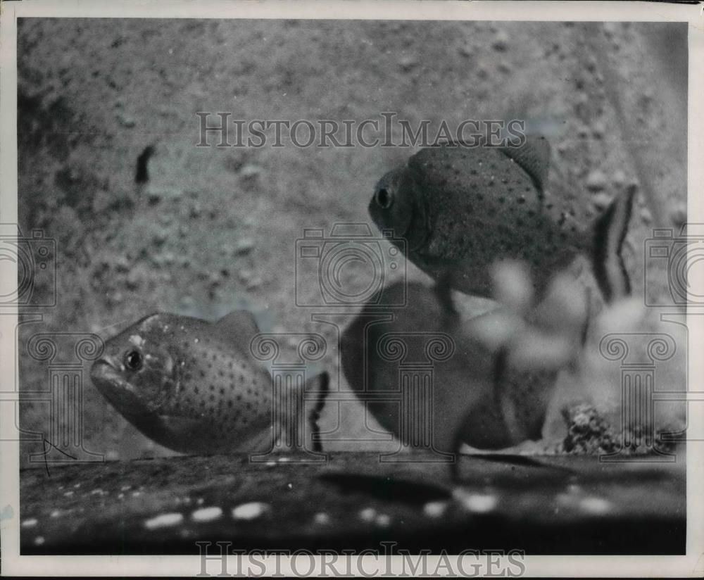 1970 Press Photo The piranhas