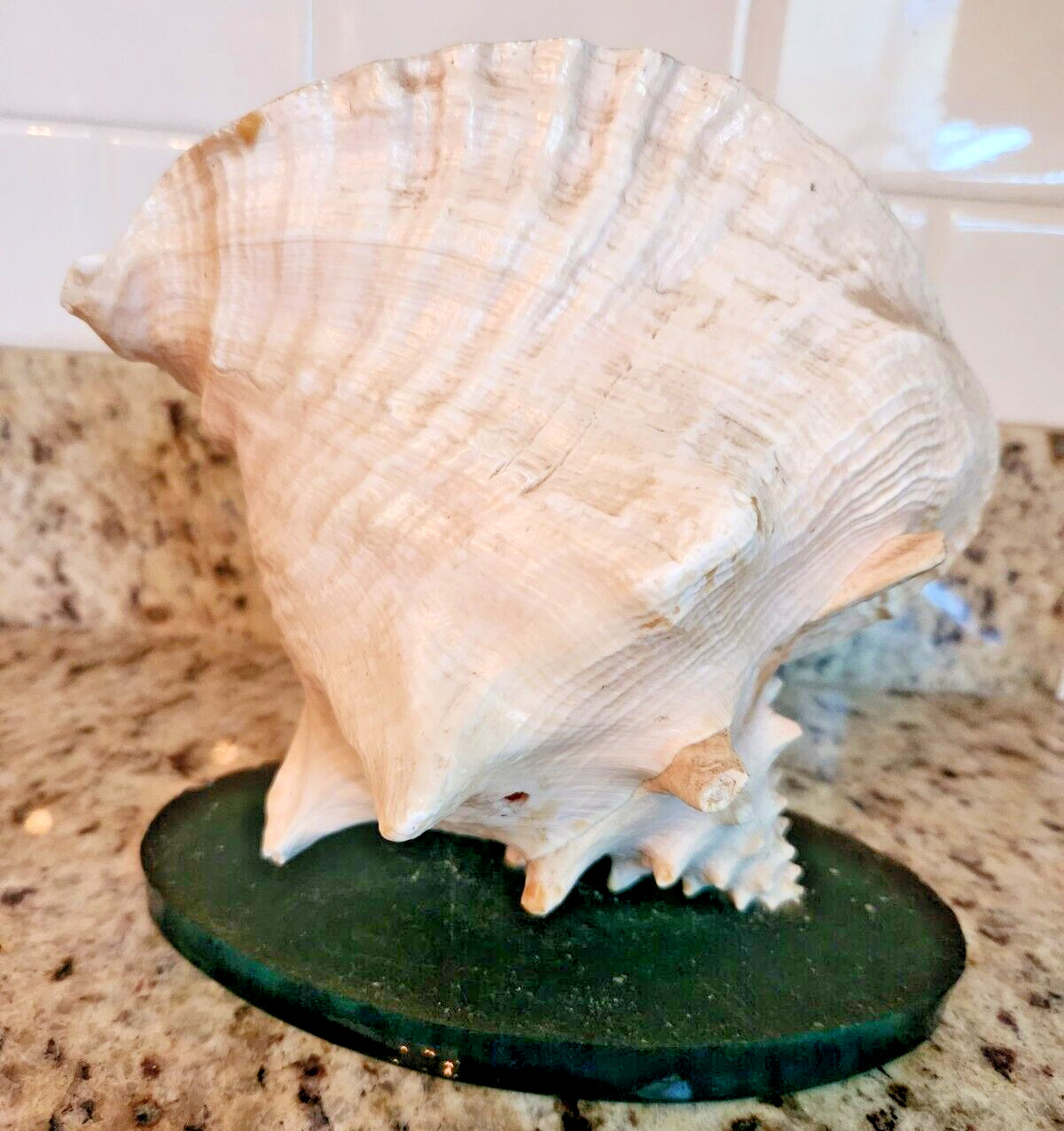 Vintage Large Natural Horned Queen Helmet Conch Sea Shell Beach Decor 8 Inch