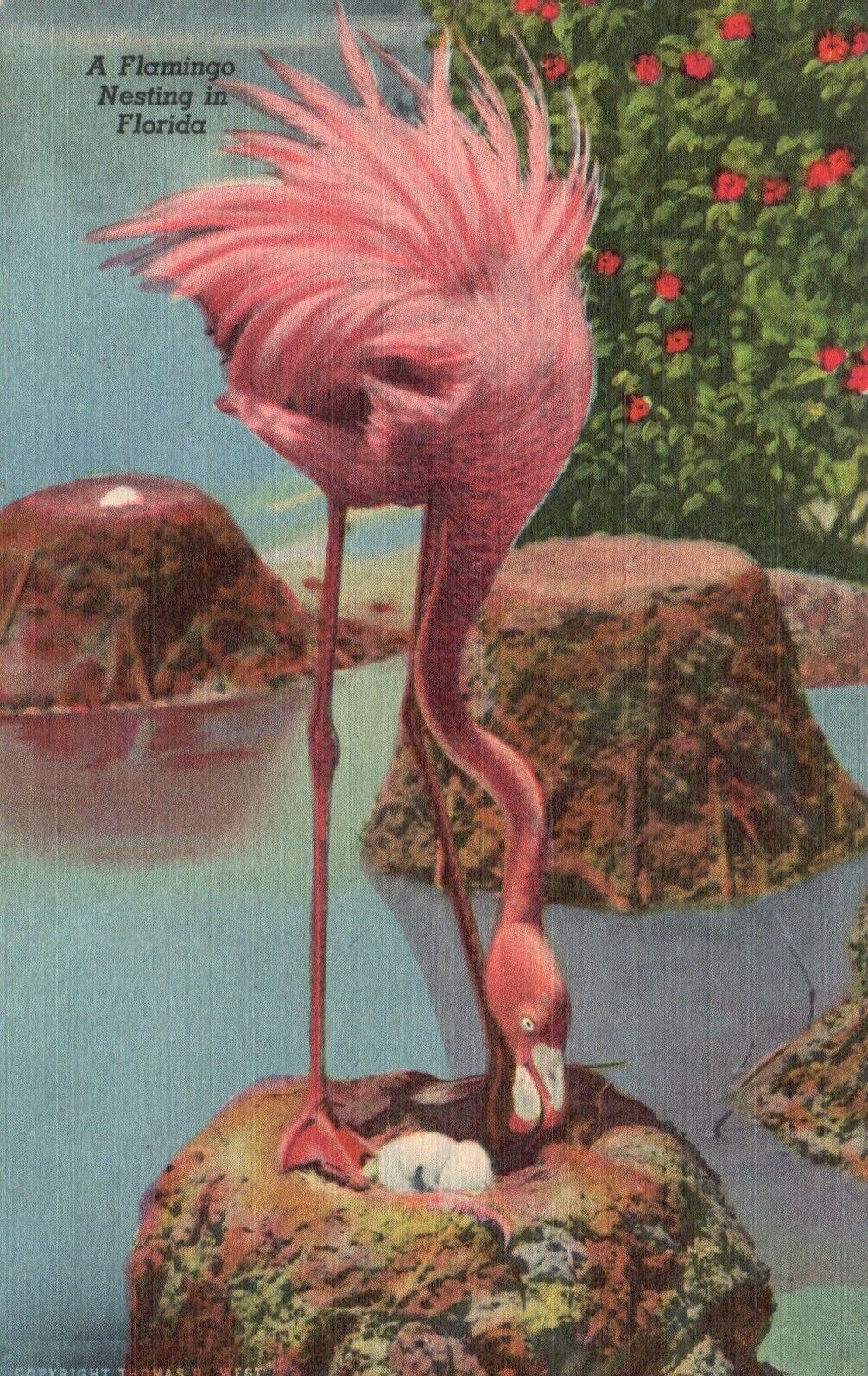 Postcard FL Miami Hialeah Park Flamingo Nesting 1941 Linen Vintage PC H4287