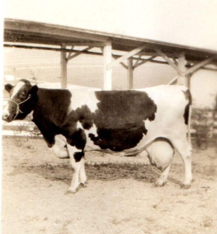 Cow Beautiful Dairy Photograph Original Snapshot Antique Farm Found Photo
