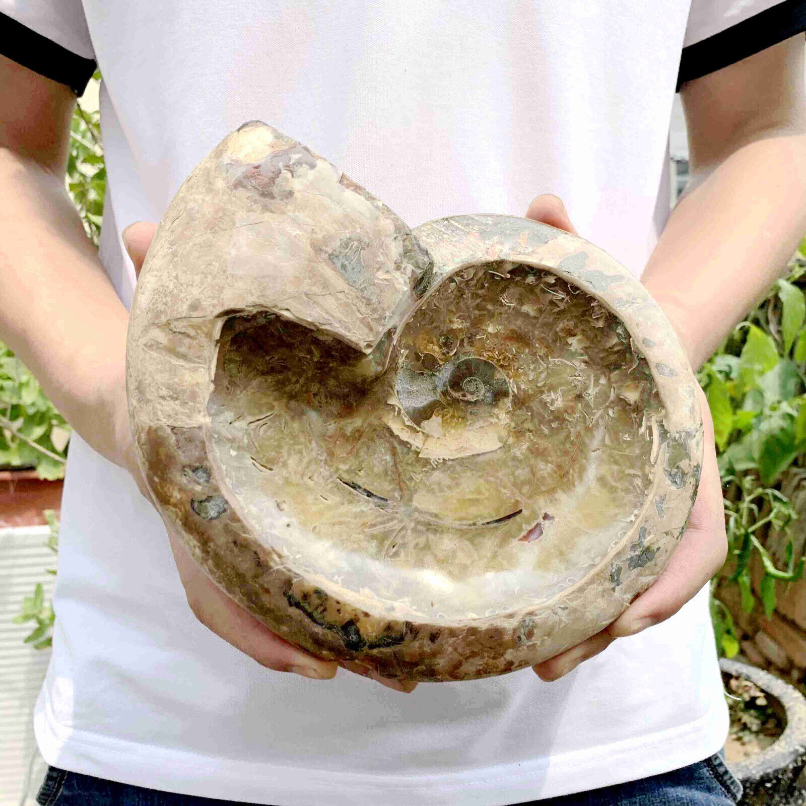 2.71LB Natural Ammonite Fossil Conch bowl Quartz Crystal Specimen decor