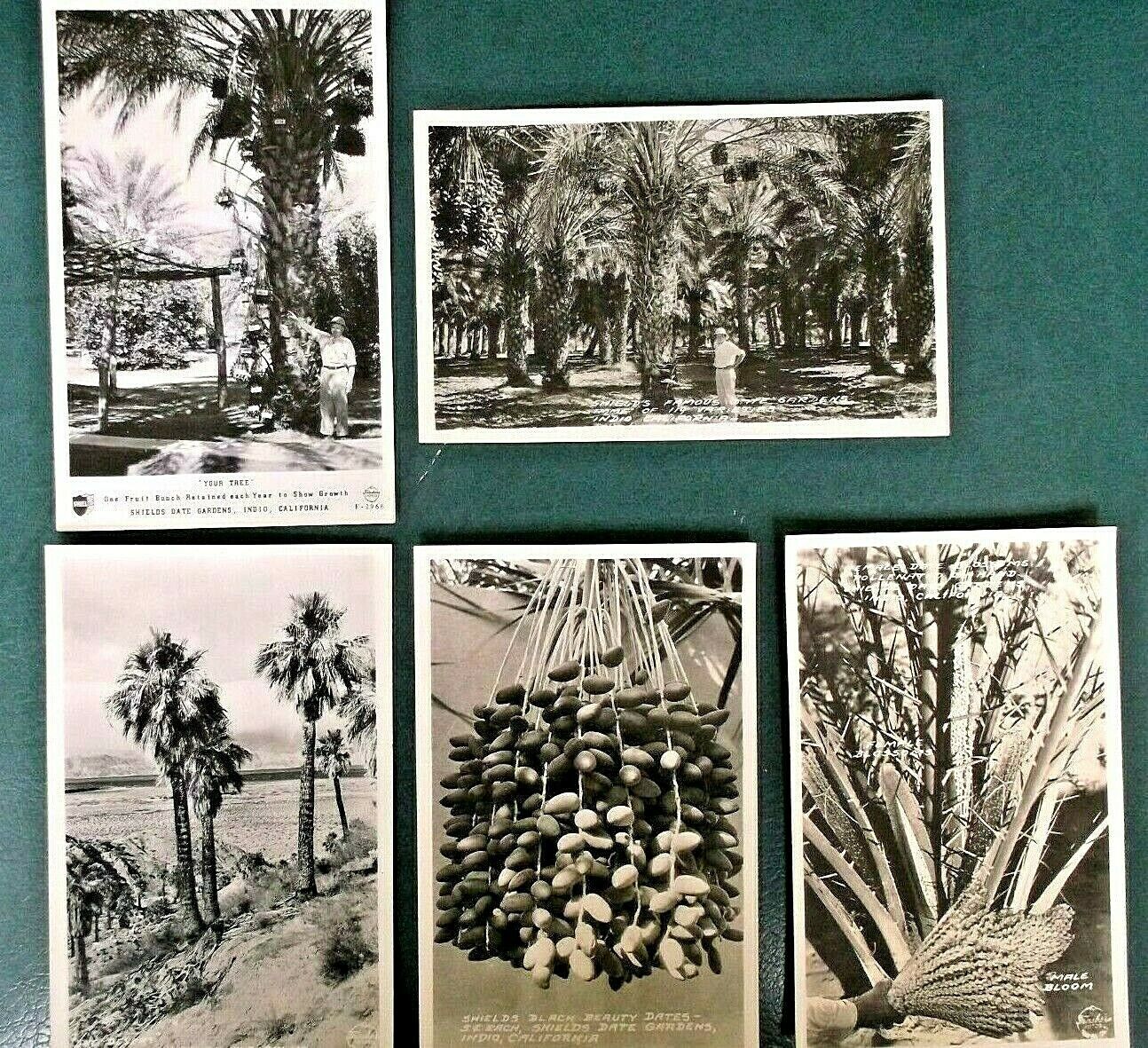 Vintage RPPC Sheilds Date Gardens 1940\'s Indio California Lot of 5 Unposted