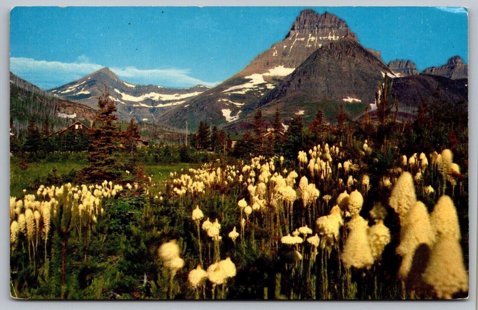 Bear Grass Xerophyllum Tenax Mount Wilbur Forest Mountains Vintage UNP Postcard