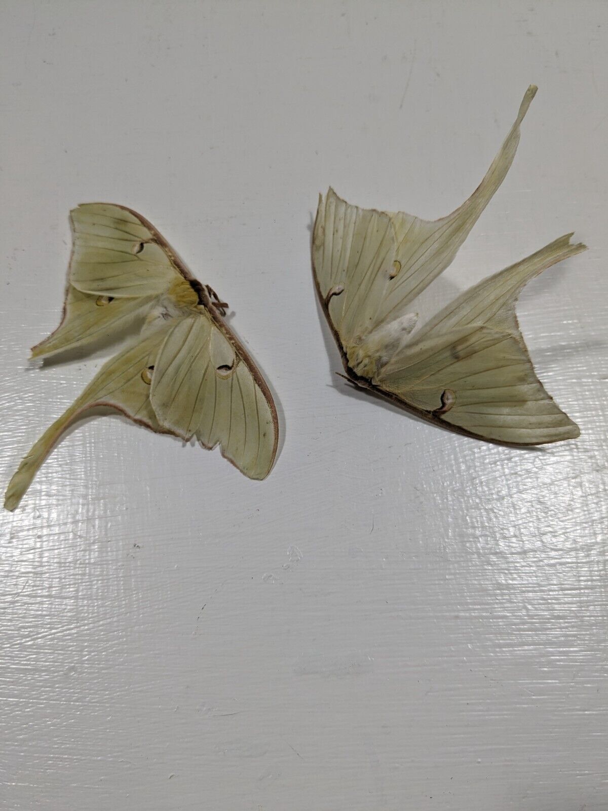 Luna Moth Pair