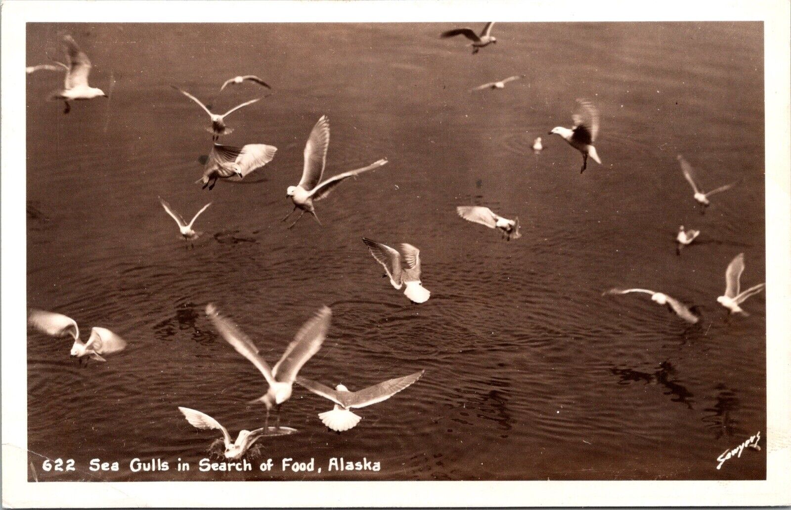 RPPC~Alaska~Seagulls In Search Of Food~ UDB~KB12