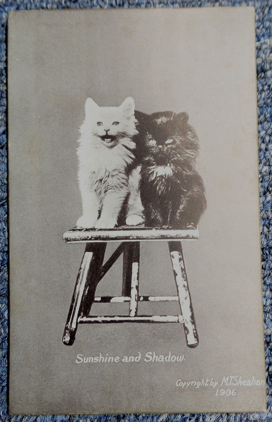 Sunshine and Shadow Black & White Kittens 1906 M.T. Shearhan, Boston Undivided