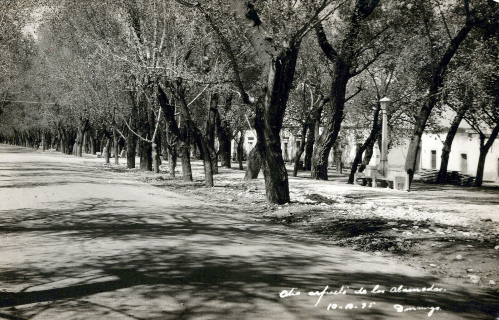 RPPC Alley of Trees in Ohio Glossy Unposted Real Photo Postcard
