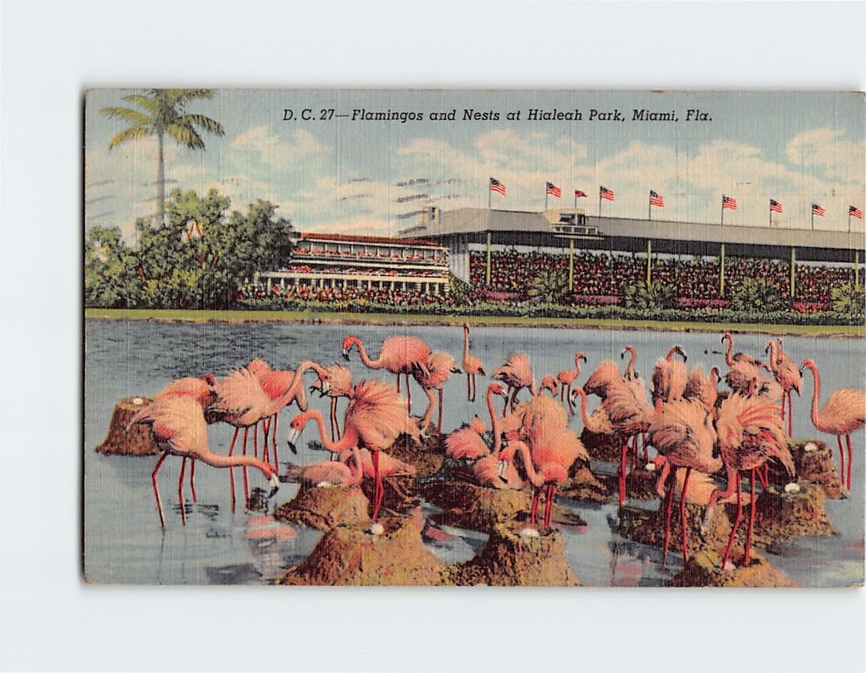 Postcard Flamingos and Nests at Hialeah Park, Hialeah, Florida
