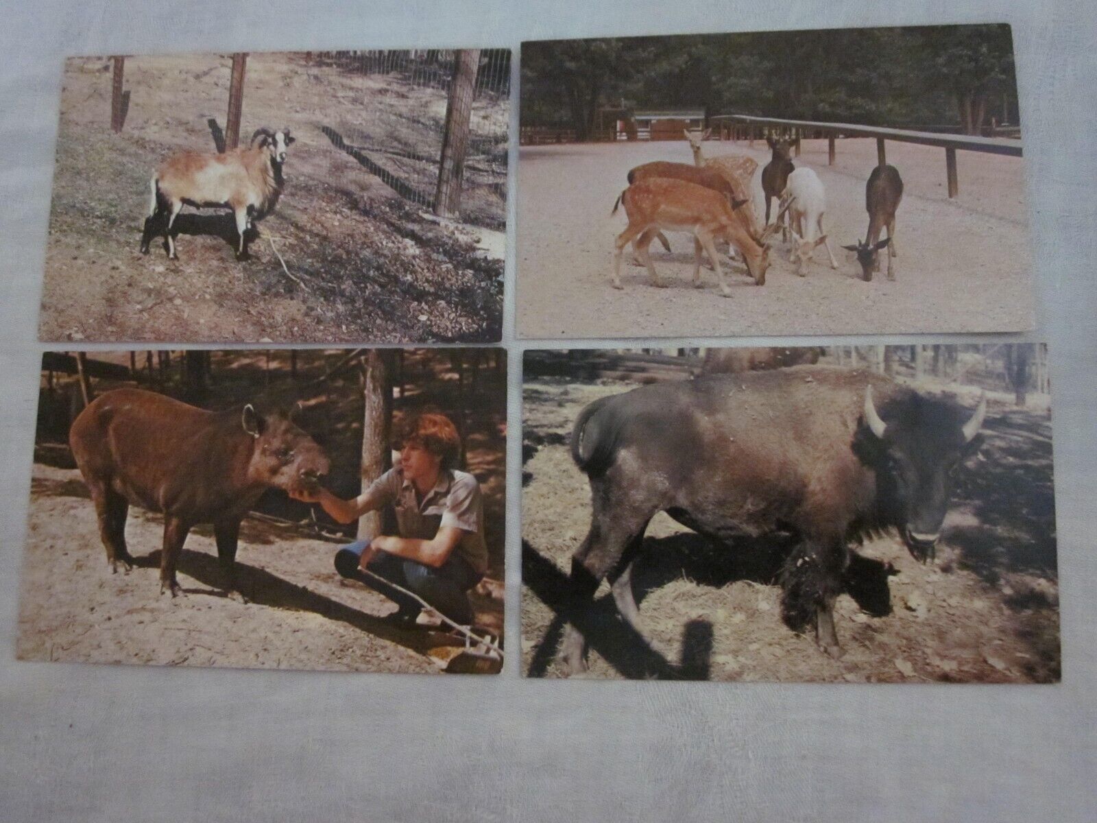 Lot of 4 Bloomingdale IN Gobbler\'s Knob Zoo Farm animals Buffalo Tapir postcards