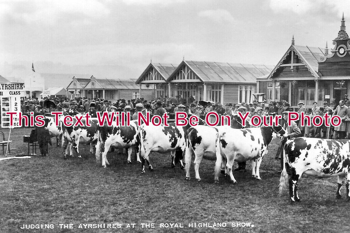 SC 4044 - Judging The Ayrshire Cattle, Royal Highland Show, Scotland