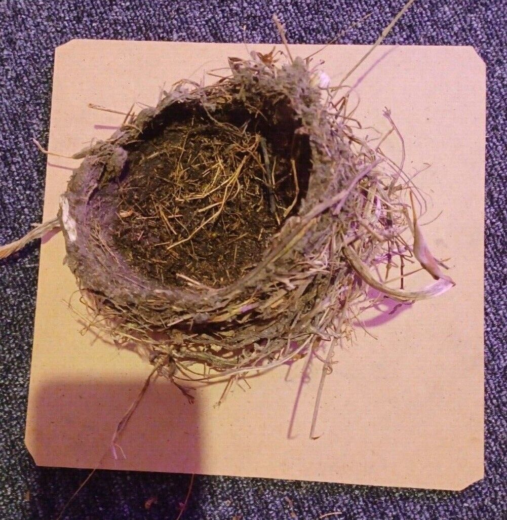Real Bird’s Nest Taxidermy Diaroma Piece #2