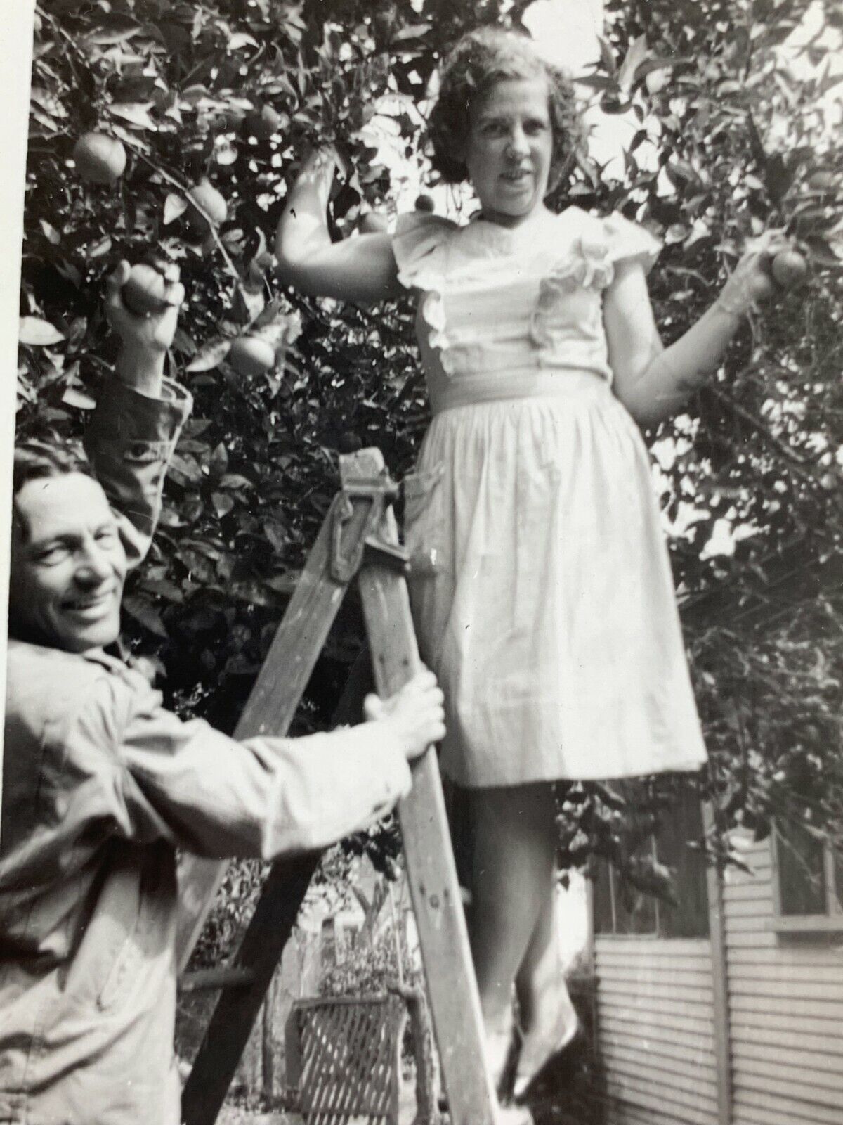 AgG) Found Photo Photograph Cute Couple Woman Up Ladder Dress Picking Peaches