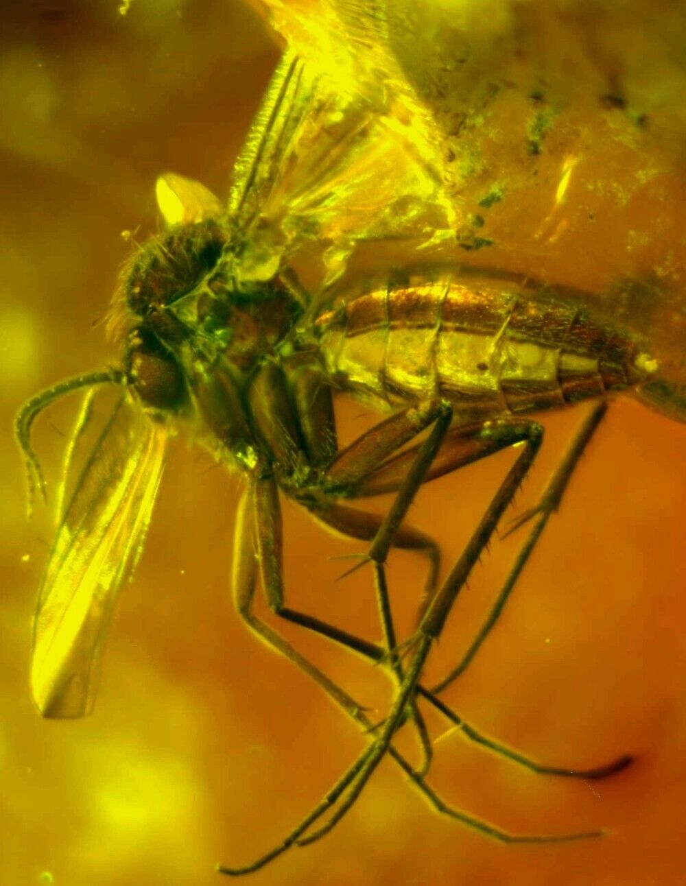 Fossil Fly (Diptera) in Amber (50m Years Old, Poland)