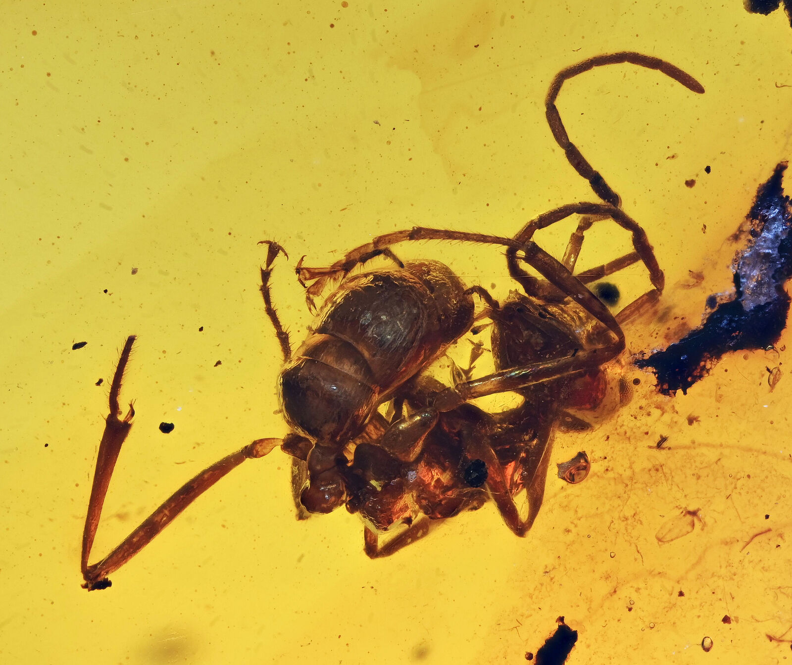 Extinct Sphecomyrma Ant, Fossil insect inclusion in Burmese Amber