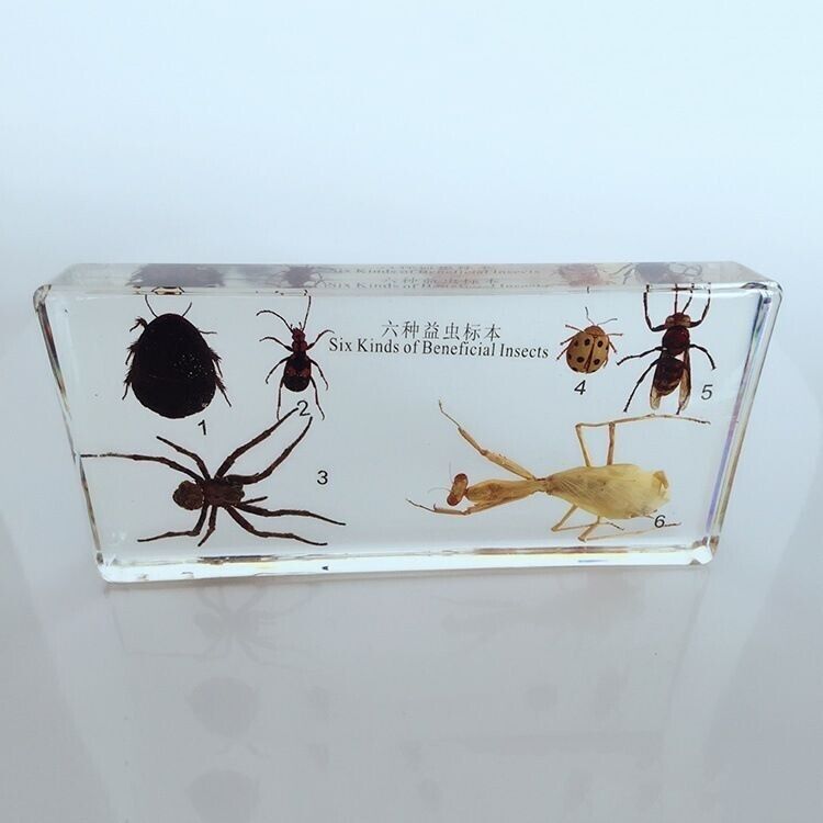 Specimen Insect Specimen Models Six Kinds Beneficial Insects Embedded Biological