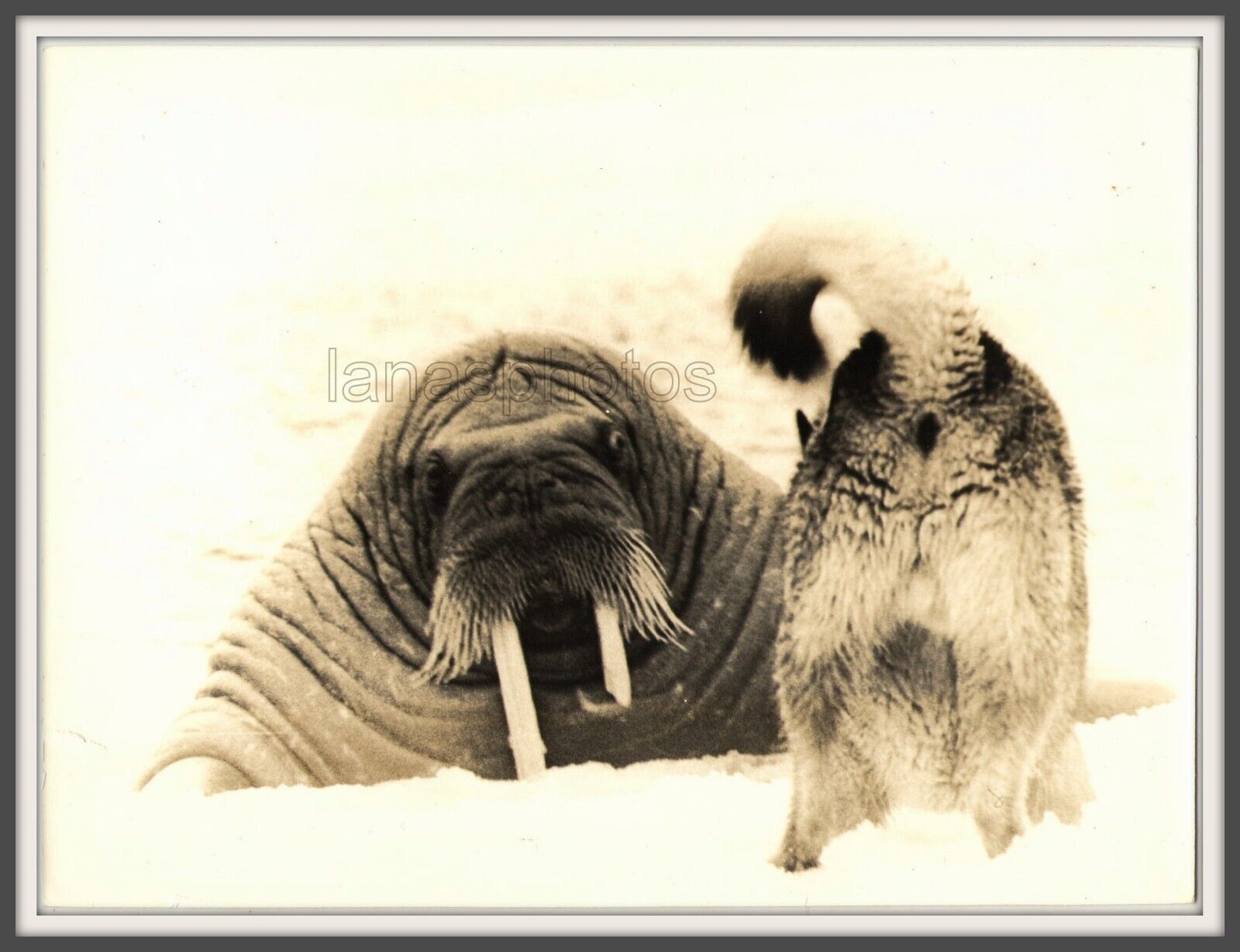 Wildlife Hayes Island Walrus Dog Interesting great unusual vintage photo USSR