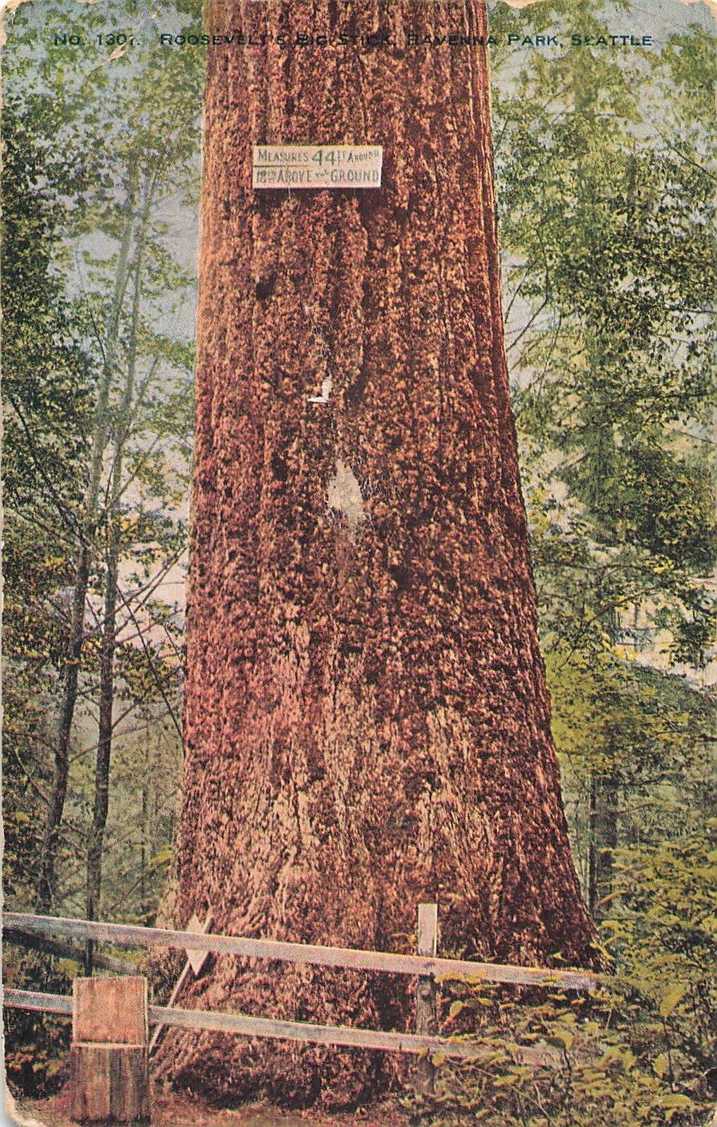 Vintage 1907 Postcard Roosevelts Big Stick Ravenna Park Seattle color photo tree