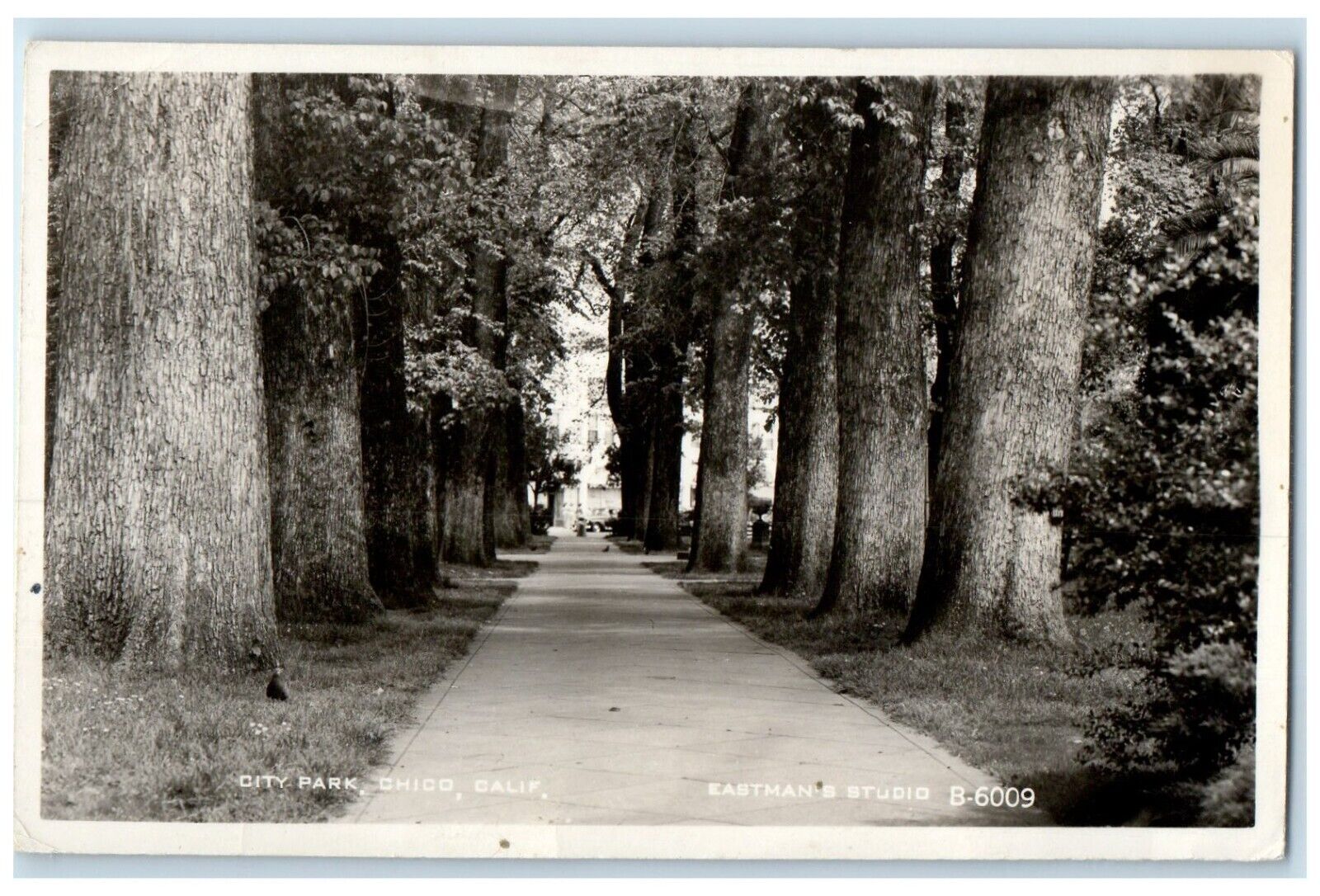 c1910's View Of City Park Trees Chico California CA RPPC Photo Antique Postcard