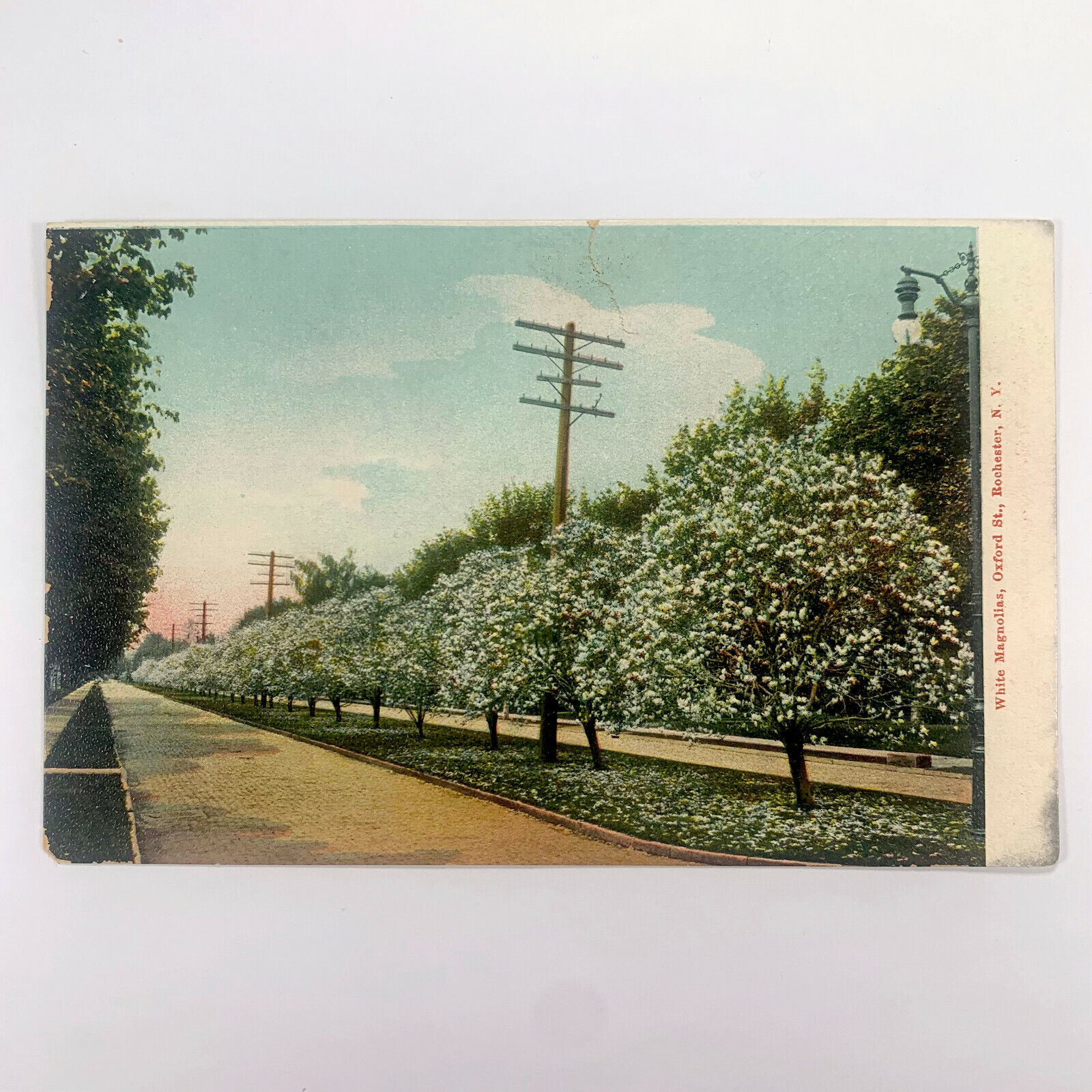 Postcard New York Rochester NY Magnolia Trees Oxford Street Pre-1907 Undivided