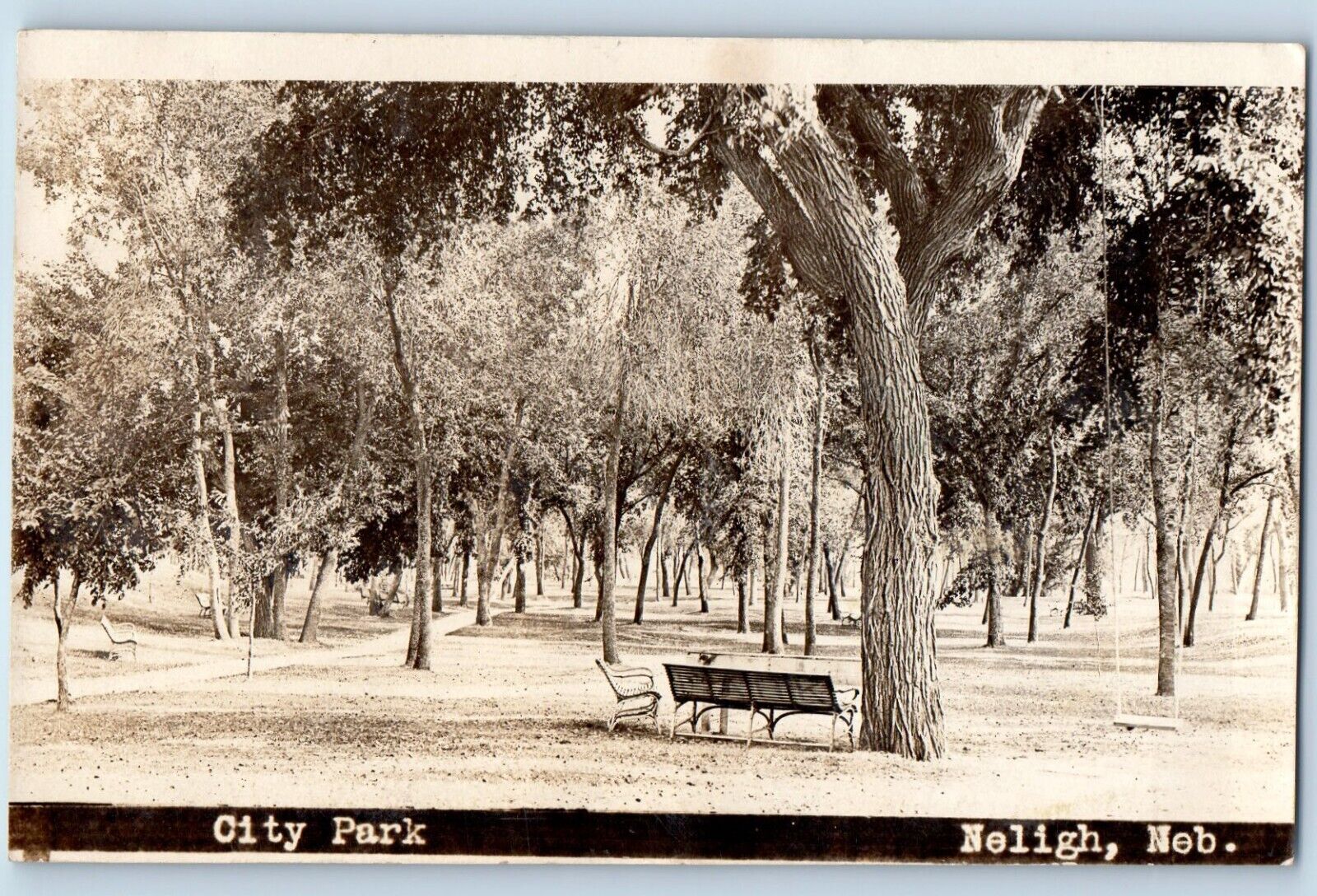 Neligh Nebraska NE Postcard RPPC Photo City Park Forest Scene 1908 Antique